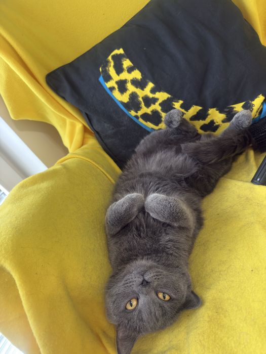 Подарявам Британска късокосметска