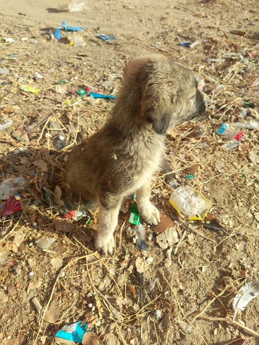 Щенки  просят помощь.