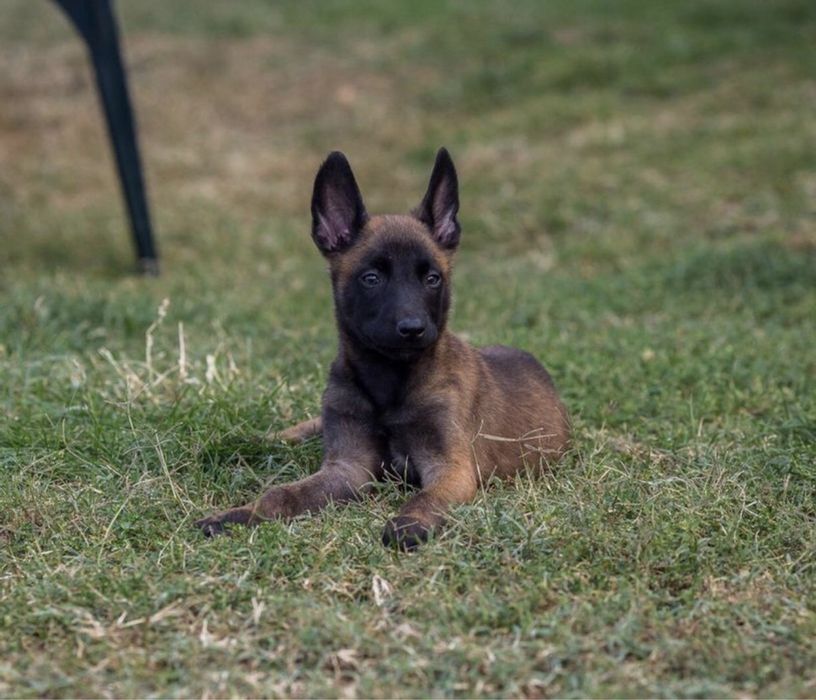 Pui ciobanesc belgian malinois