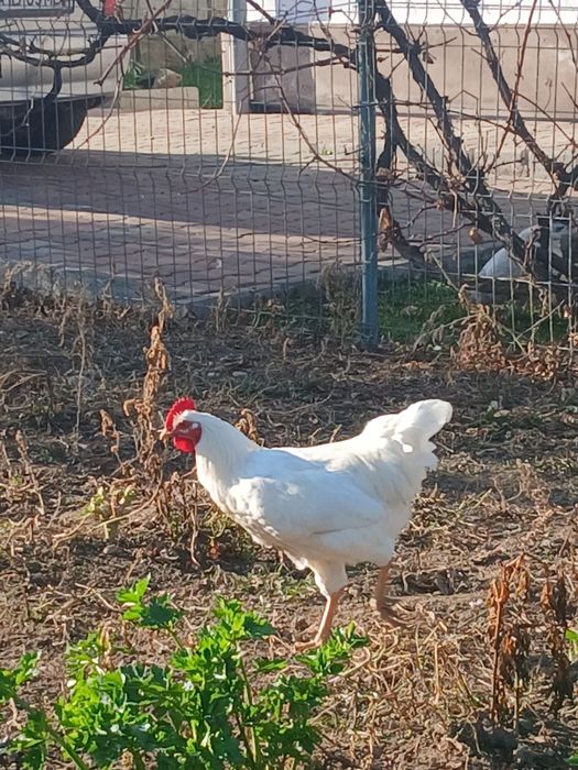 Vând cocosi americana si cocosi de casa.