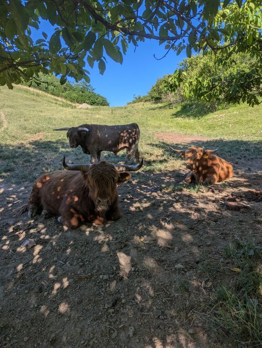 Tauri rasa highland scoțian cu origine germană
