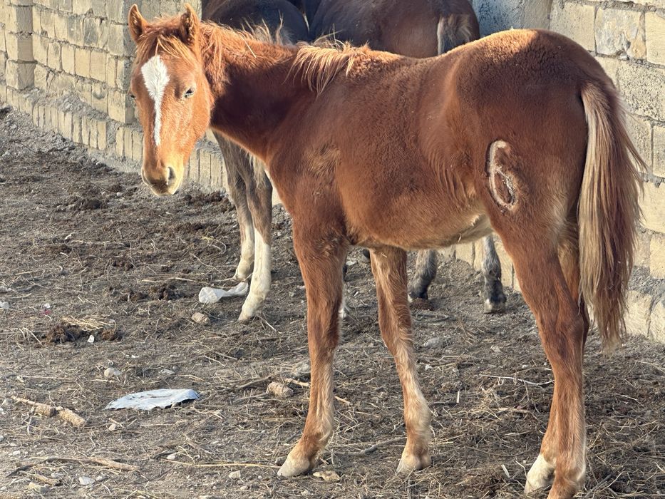 Жылқы,қалада! 1-Жабагы - 300000тг!