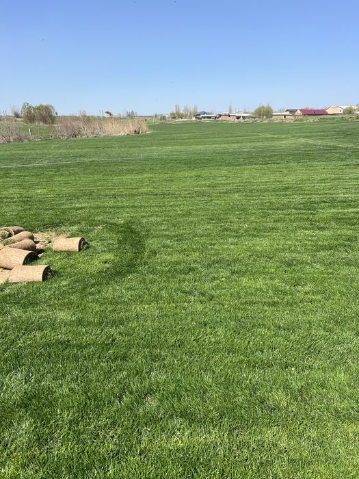 Gazon o’pto’m ranglari chotki abyomda bor