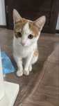 Отдам даром кота