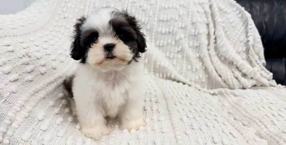 Bichon  havanez  fetiță  500lei