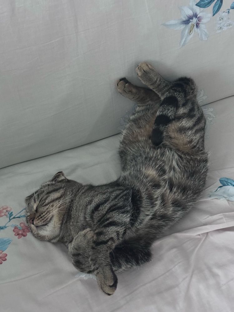 Домашний вислоухий кот