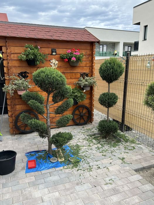 Amenajeri spati verzi gazon rulou piatra cubica montam plante ect