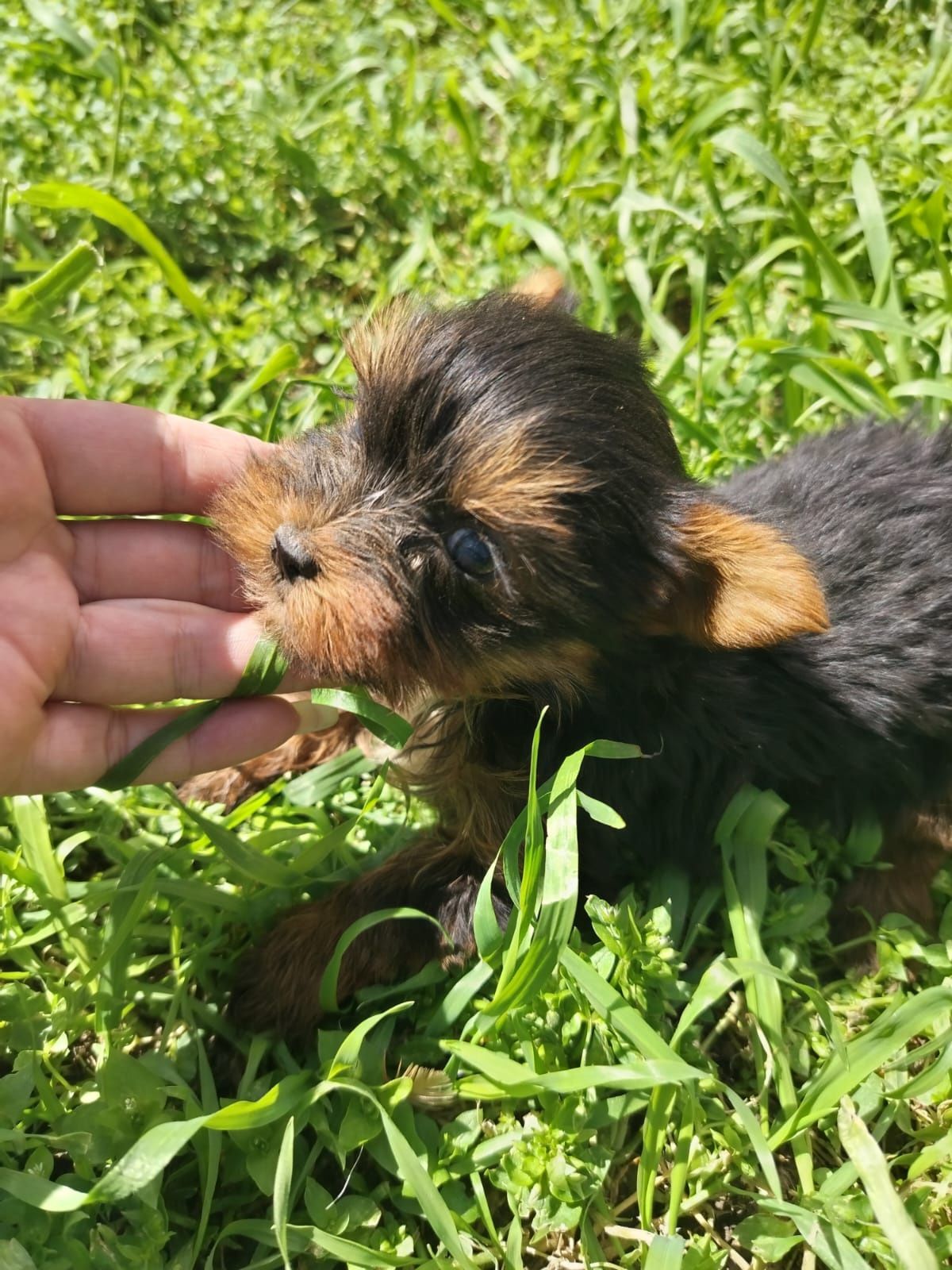 Femela Yorkshire Terrier toy