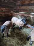 Berbecuti suffolk