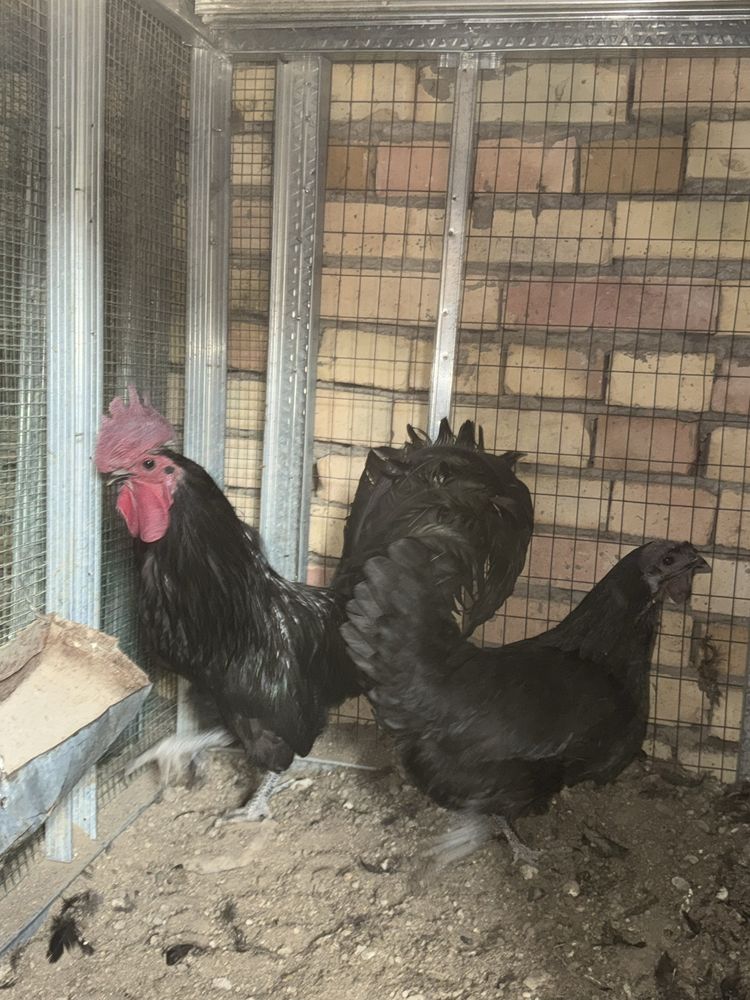 Uxeyul va ayam semani tovuq xo’rozlar sotiladi