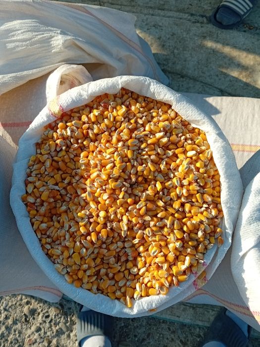 Vând cereale, super calitate