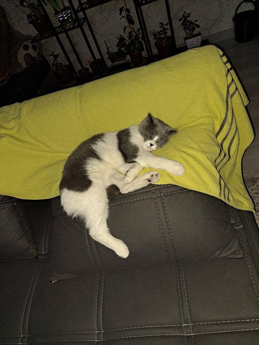 кошка милашка 1.5 лет