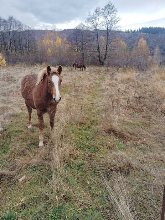 Mânz de vânzare!! Armăsar