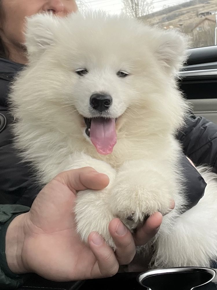 Vând pui Samoyed