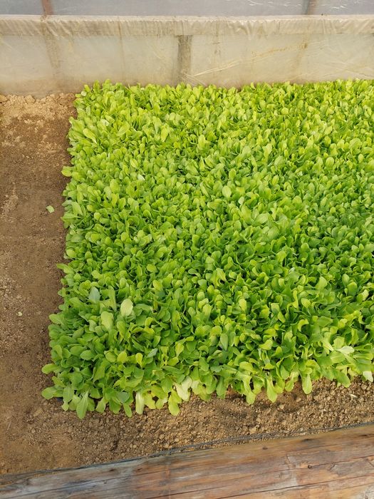 Vând răsad de salată