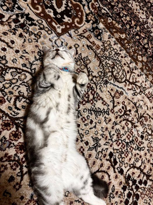 Vyaskaga skotish strayt mushuk tekinga qilamiz