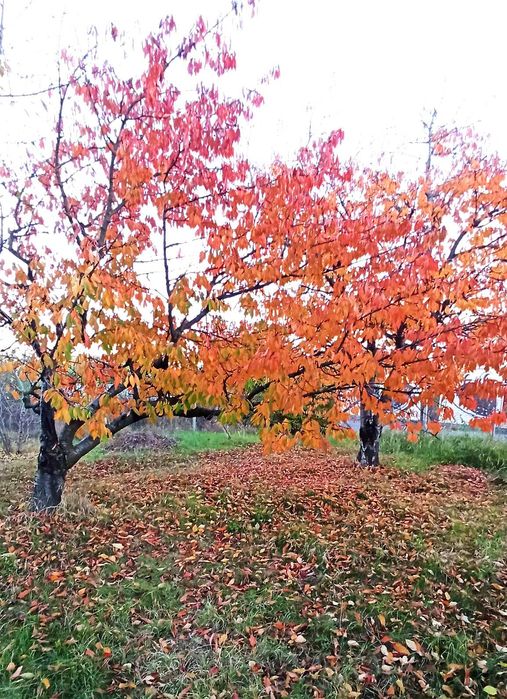 Teren Intravilan 900mp - Focsani, str Dionysos