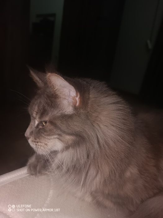 Продается кошка породы мейн