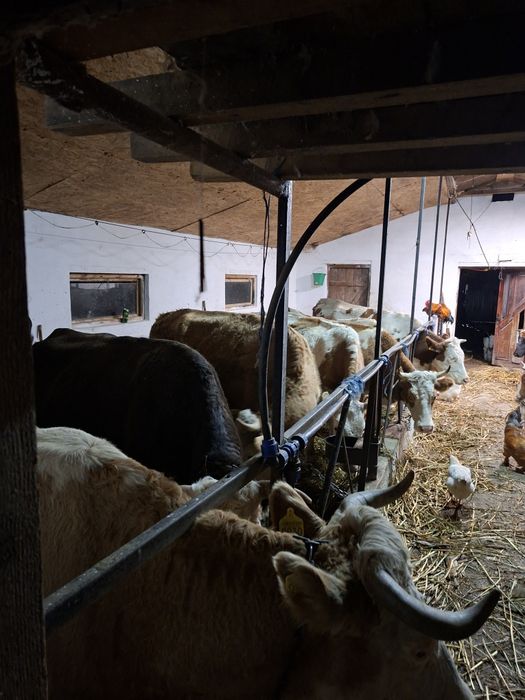 Vând vacii bălțate