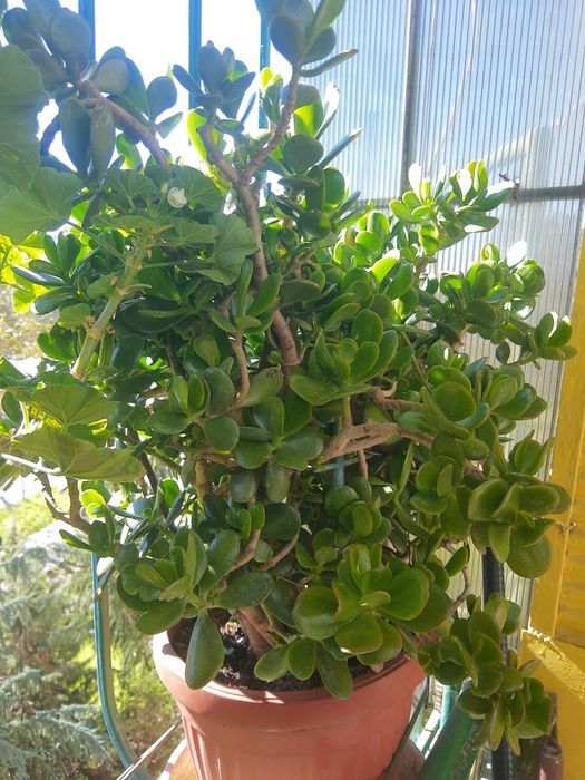 Цветя,мушкато,палма,дърво на живота,растения,готови за декорация,отгле