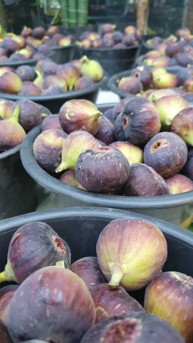 Smochin Nadia din Iordania în Ghiveci