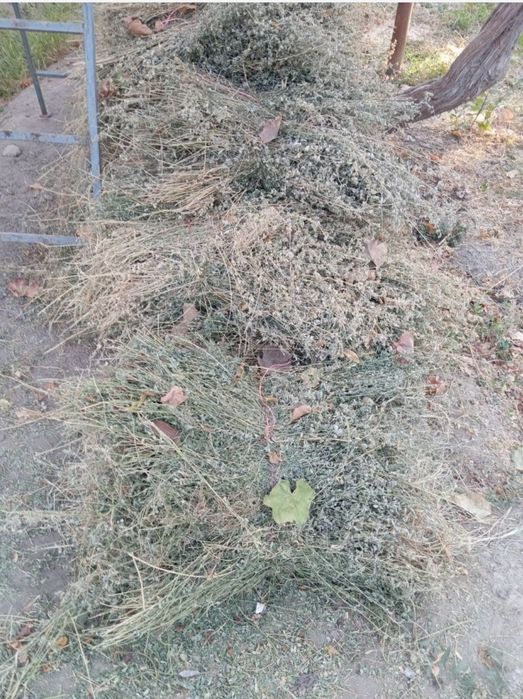 Makka poya beda poya  sotiladi narxi 20000  kelshiladi