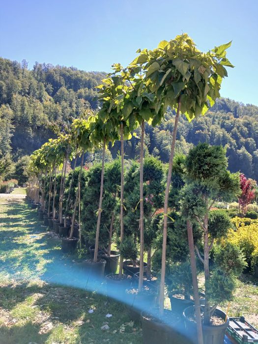 Plante ornamentale