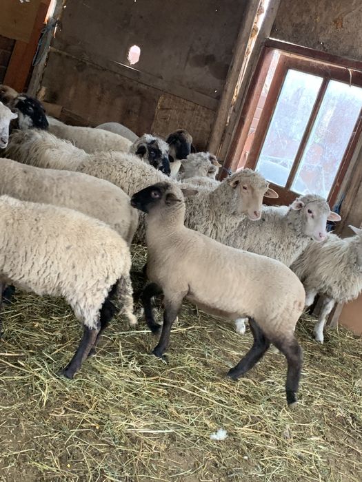 Vand 10 carlani si 6 miei de lapte