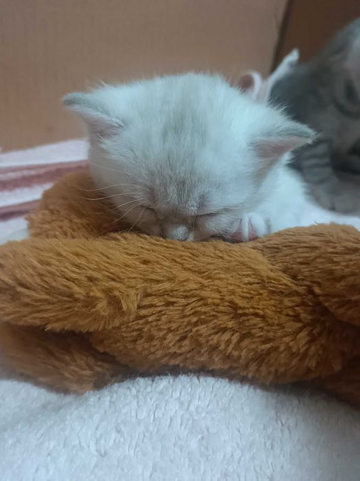 Puiuț British shorthair