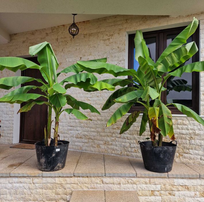 Bananieri Musa Basjoo Livrare Targoviste Ploiesti Bucuresti Pitesti