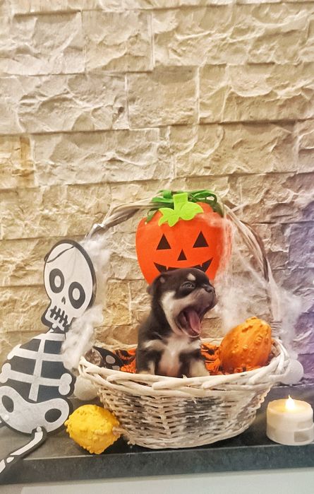 Предлагам Чихуахуа