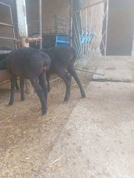 Продаются овцы/ қой сатылады