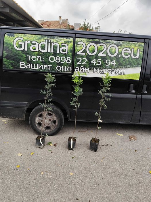 Скоруша - Sorbus domestica