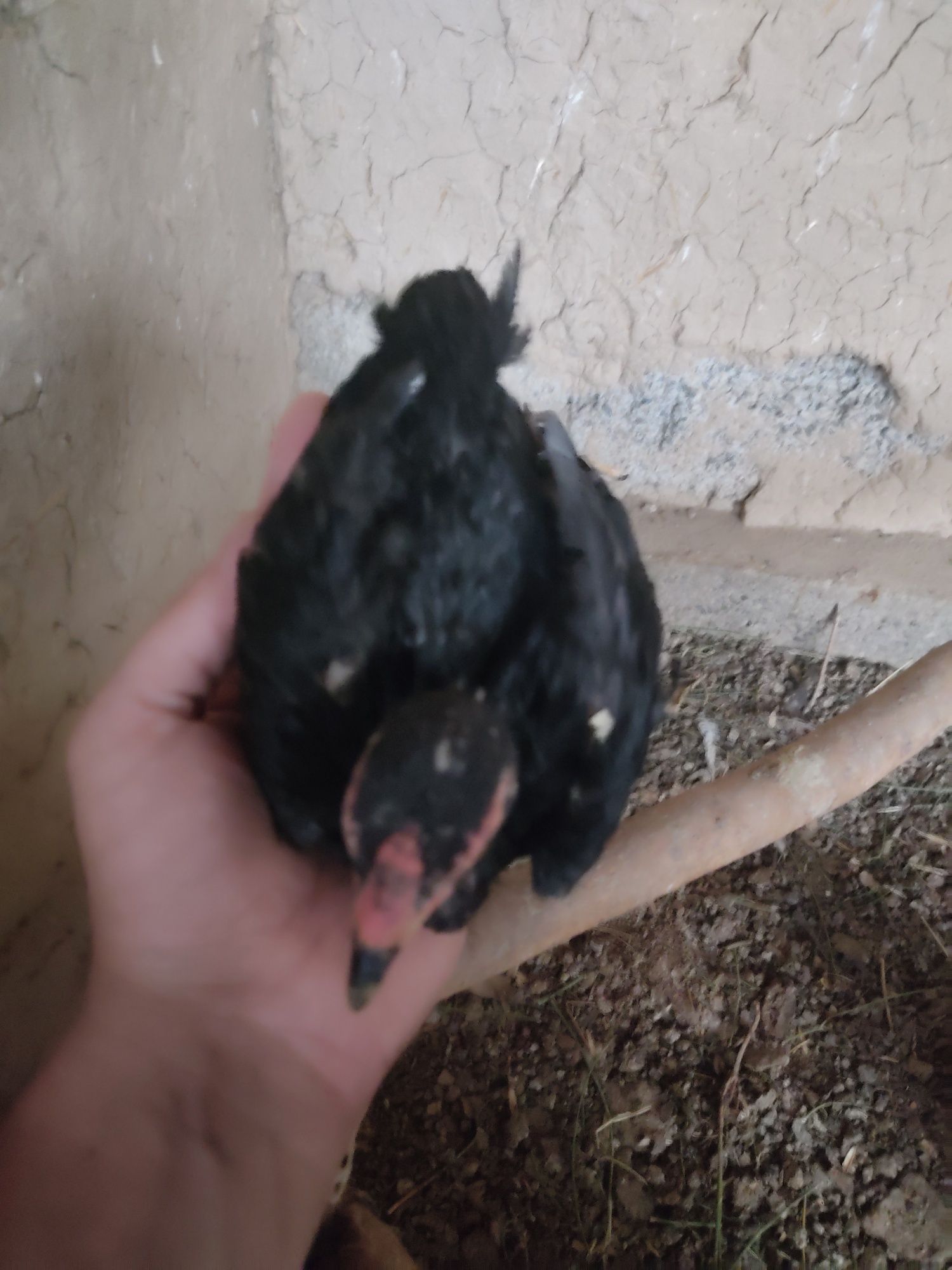 Ko shamo 2 ta kotta 6 oylik tovuq 1+1 2 oyli joʻja va bentam xoʻroz