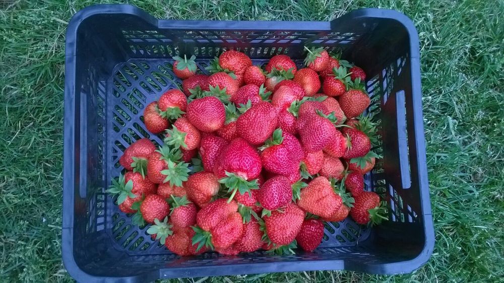 Stoloni capsuni unifere/remontant