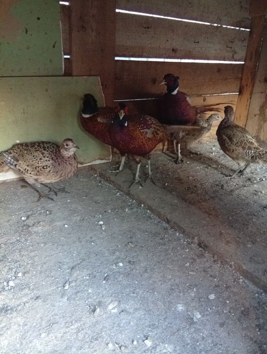 Vând fazani super frumoși