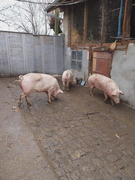 Продавам едно от прасетата