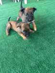 2 catei malinois îsi cauta o noua familie