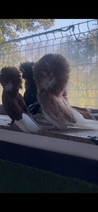 Porumbei Maria stuart