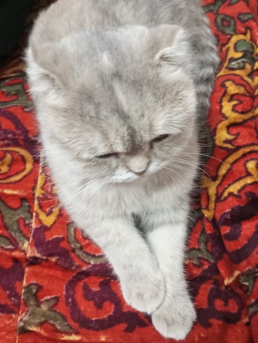 Scottish fold,zottor mushuk,qizbola,