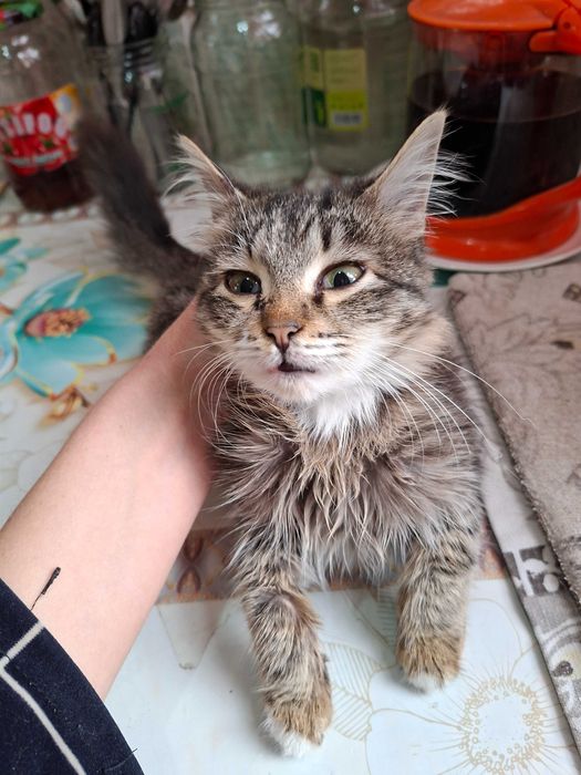 Отдам котят в добрые руки.