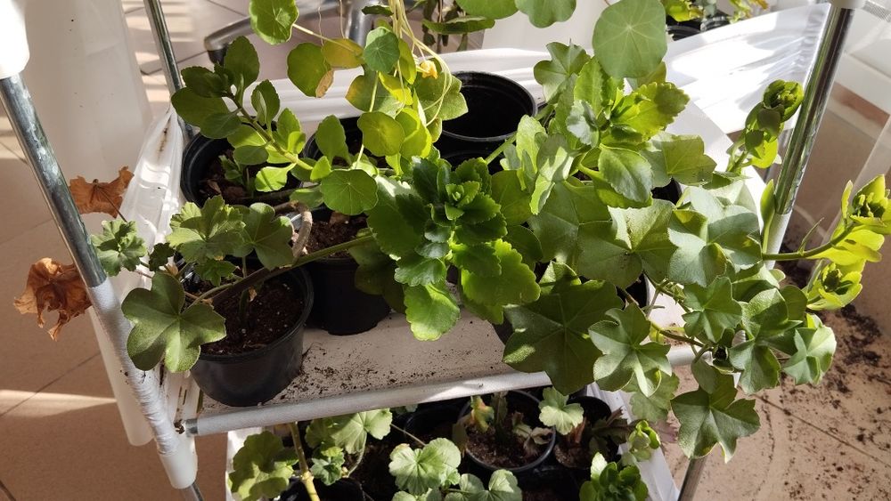 Микс цветя мушкато сакъз каланхое алое и др