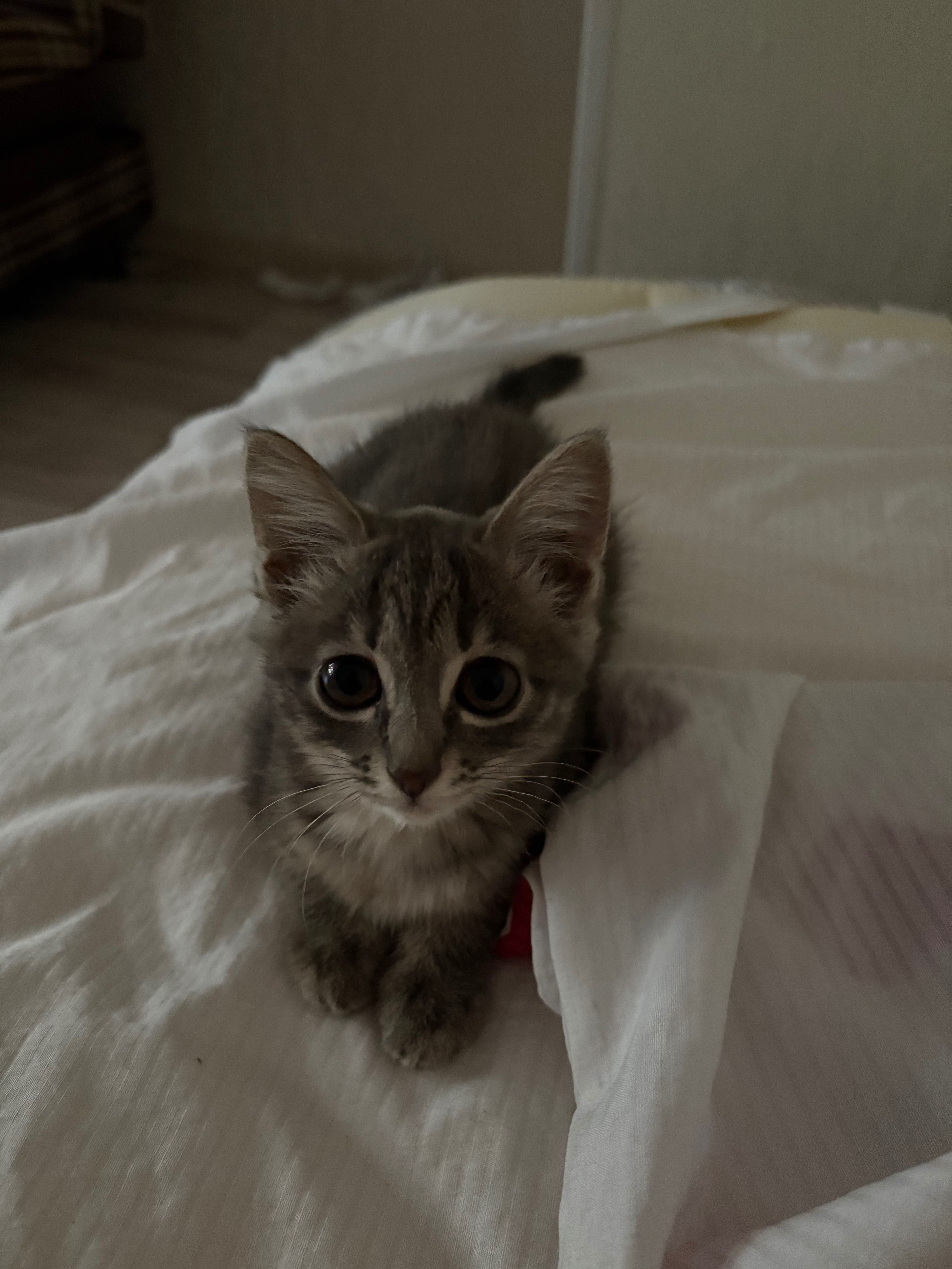 Котёнок девочка в добрые руки