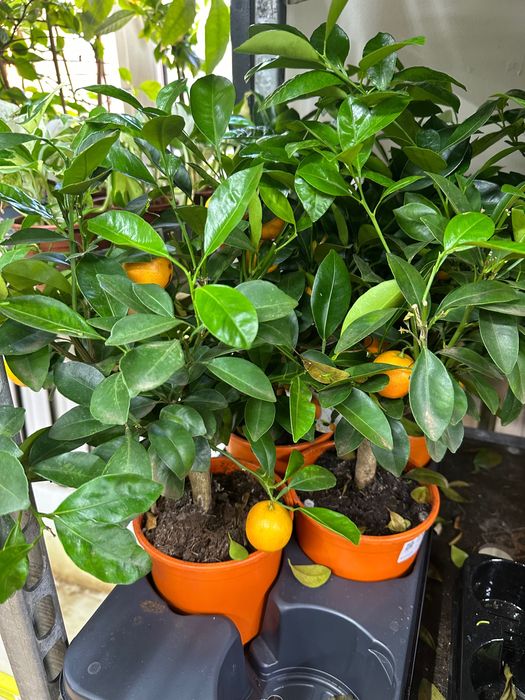 Офисное растение. Комнатный цветок. Мандарин Дерево. Лимонное дерево