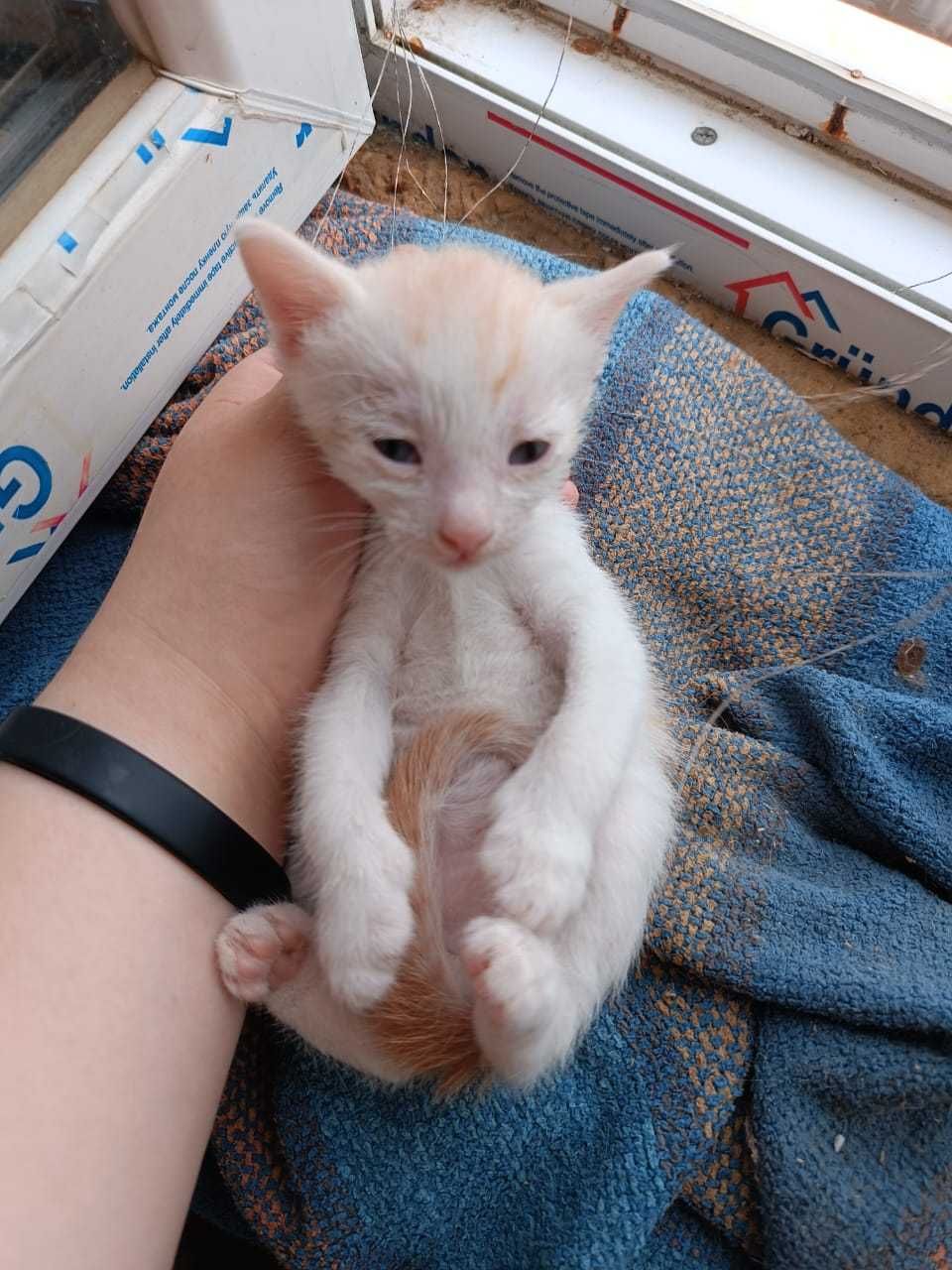 Котенок мальчик отдам