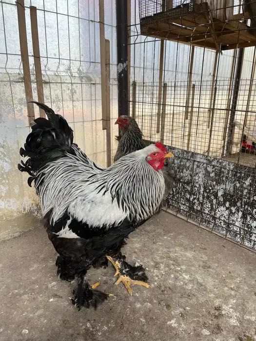 Pereche brahma herminat închis