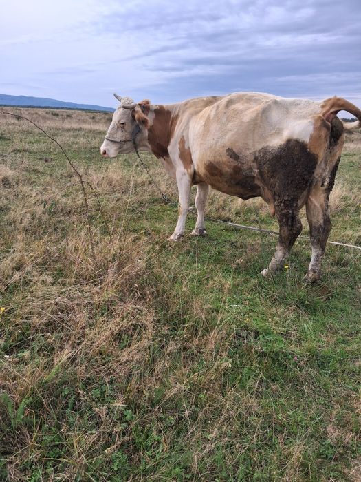 vând vaca de abator cu  lapte