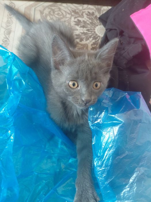 Милый котёнок в добрые руки