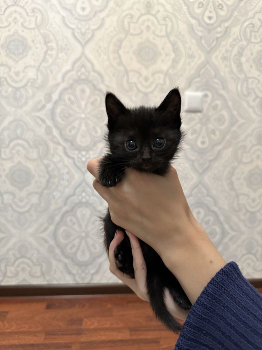 Отдаем котят в добрые руки