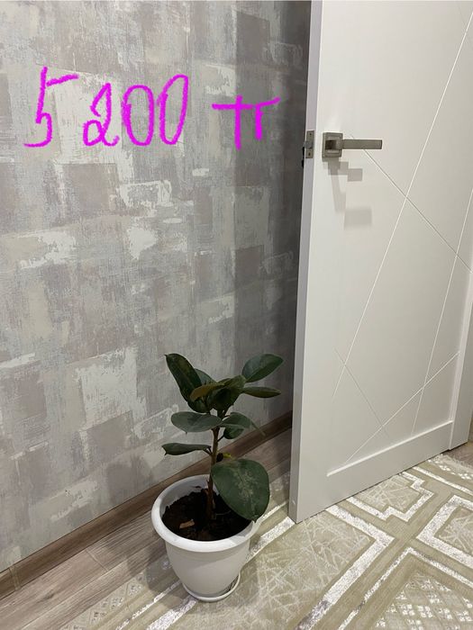 Комнатные цветы Замиокулькас и фикус